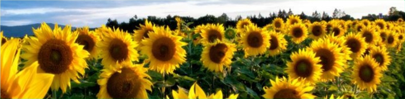 Feld mit blühenden Sonnenblumen unter blauem Himmel
